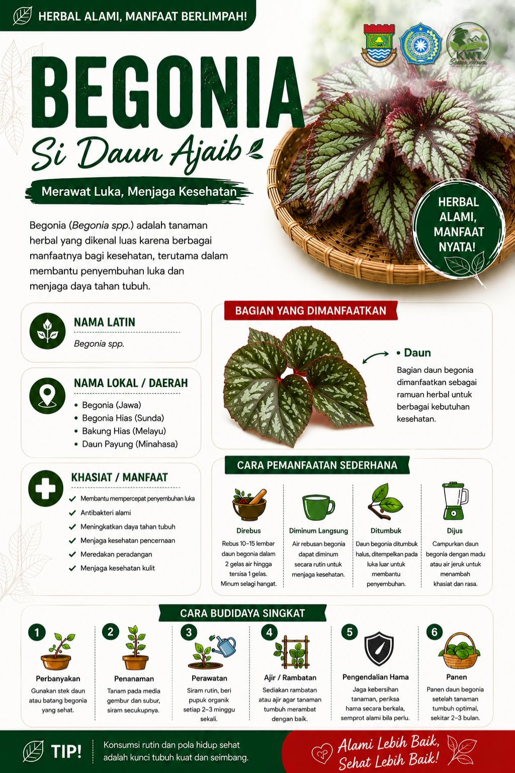 Begonia