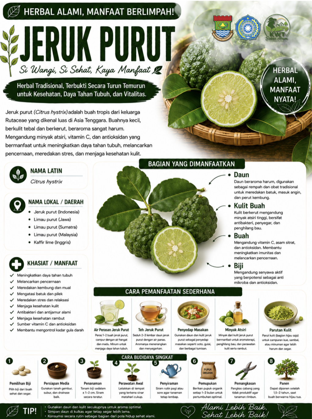 Jambu Purut