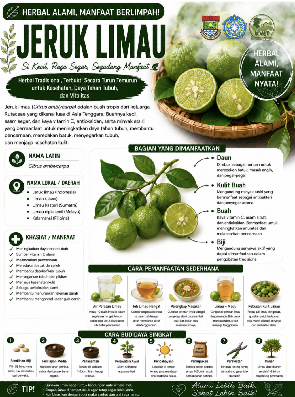 Jeruk Limau