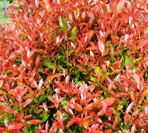 Pucuk Merah