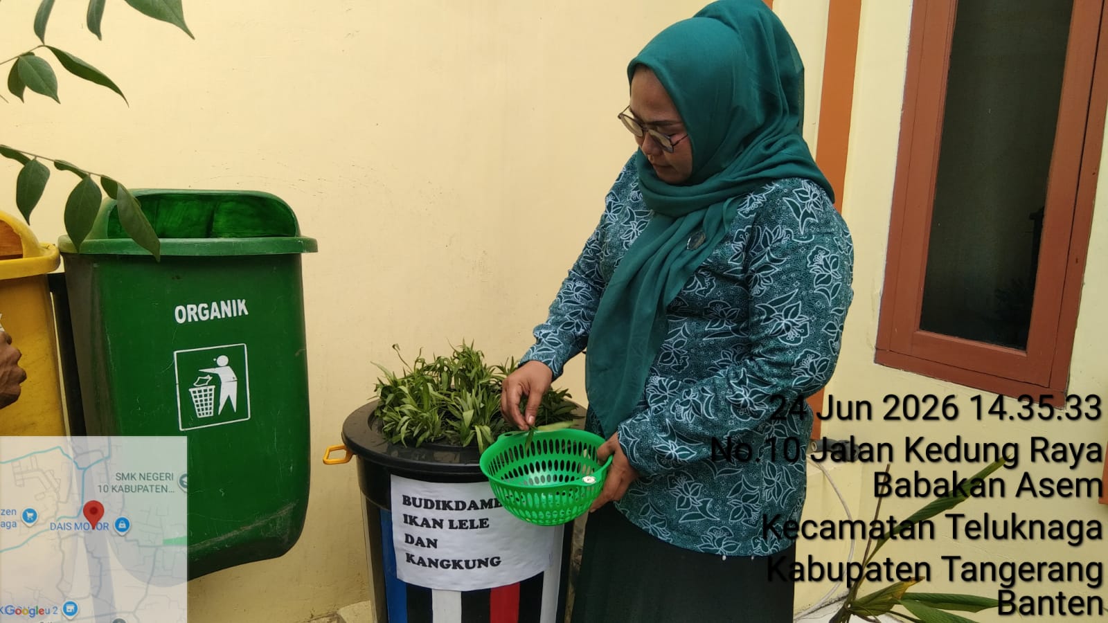 Panen kangkung hasil budikdamber