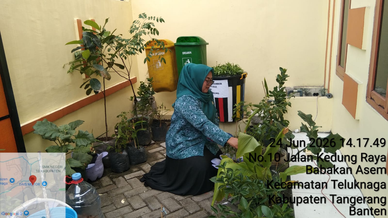 Panen cabai di halaman rumah